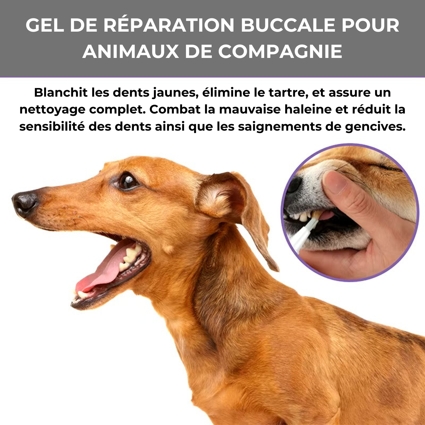 PetFresh™ - Soin Complet Bucco-Dentaire pour Chiens